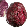 Chou rouge 1p